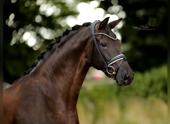 Westfale, Stute, 7 Jahre, 171 cm, Rappe