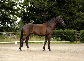 Westfale, Stute, 7 Jahre, 171 cm, Rappe