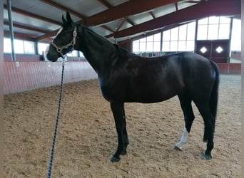 Westfale, Stute, 7 Jahre, 171 cm, Schwarzbrauner