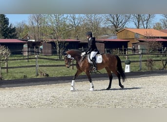Westfale, Stute, 7 Jahre, 172 cm, Brauner