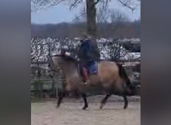 Westfale, Stute, 7 Jahre, 172 cm, Buckskin