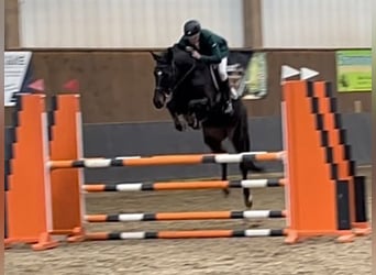 Westfale, Stute, 7 Jahre, 172 cm, Dunkelbrauner