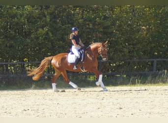 Westfale, Stute, 7 Jahre, 172 cm, Dunkelfuchs