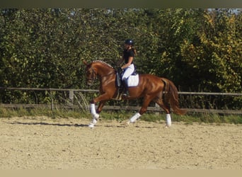 Westfale, Stute, 7 Jahre, 172 cm, Dunkelfuchs