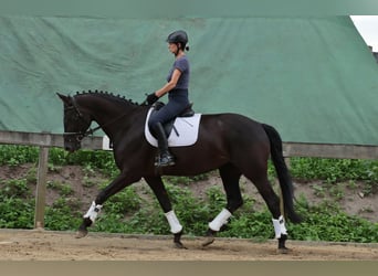 Westfale, Stute, 7 Jahre, 172 cm, Rappe