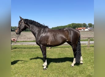 Westfale, Stute, 7 Jahre, 172 cm, Schwarzbrauner