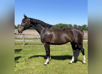 Westfale, Stute, 7 Jahre, 172 cm, Schwarzbrauner