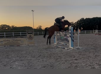 Westfale, Stute, 7 Jahre, 173 cm, Brauner