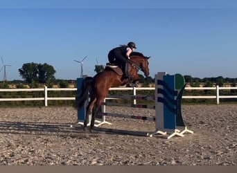 Westfale, Stute, 7 Jahre, 173 cm, Brauner