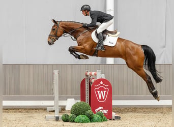 Westfale, Stute, 7 Jahre, 173 cm, Brauner