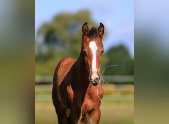 Westfale, Stute, 7 Jahre, 175 cm, Brauner