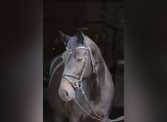Westfale, Stute, 7 Jahre, 175 cm, Dunkelbrauner