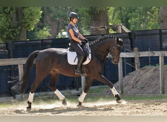 Westfale, Stute, 7 Jahre, 175 cm, Dunkelbrauner