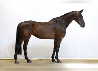 Westfale, Stute, 7 Jahre, 175 cm, Dunkelbrauner