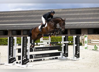 Westfale, Stute, 7 Jahre, 175 cm, Dunkelbrauner