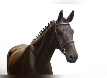 Westfale, Stute, 7 Jahre, 175 cm, Dunkelbrauner