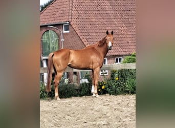 Westfale, Stute, 7 Jahre, 175 cm, Fuchs