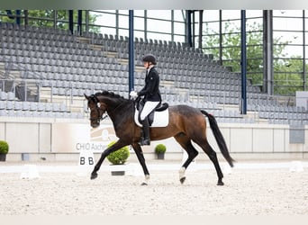 Westfale, Stute, 7 Jahre, 175 cm, Schwarzbrauner