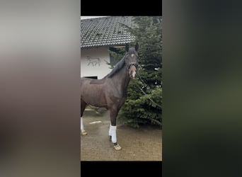 Westfale, Stute, 7 Jahre, 176 cm, Schwarzbrauner