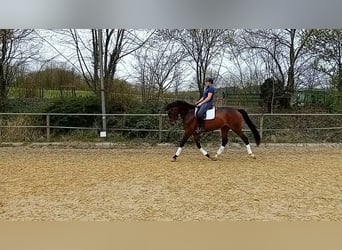 Westfale, Stute, 7 Jahre, 177 cm, Dunkelbrauner