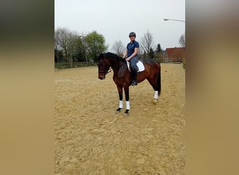 Westfale, Stute, 7 Jahre, 177 cm, Dunkelbrauner
