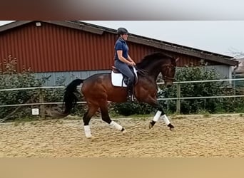 Westfale, Stute, 7 Jahre, 177 cm, Dunkelbrauner