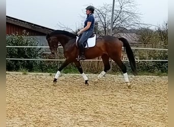 Westfale, Stute, 7 Jahre, 177 cm, Dunkelbrauner