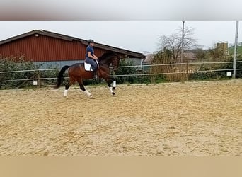 Westfale, Stute, 7 Jahre, 177 cm, Dunkelbrauner
