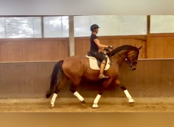 Westfale, Stute, 7 Jahre, 178 cm, Brauner