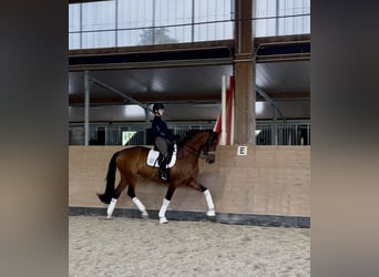 Westfale, Stute, 7 Jahre, 178 cm, Brauner