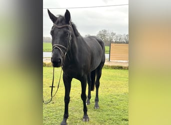 Westfale, Stute, 7 Jahre, 178 cm, Rappe