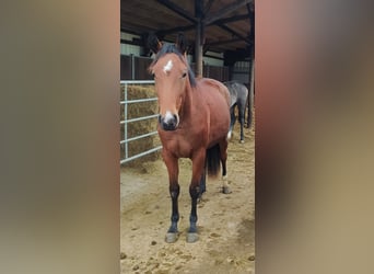 Westfale, Stute, 7 Jahre, Brauner