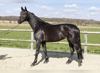 Westfale, Stute, 7 Jahre, Dunkelbrauner