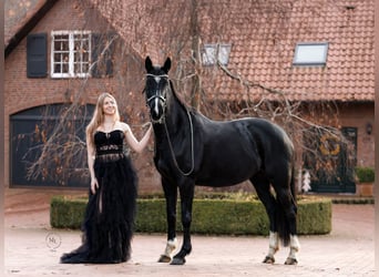 Westfale, Stute, 8 Jahre, 158 cm, Rappe