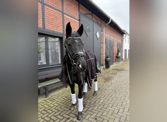 Westfale, Stute, 8 Jahre, 160 cm, Rappe