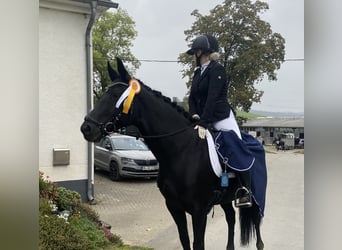 Westfale, Stute, 8 Jahre, 160 cm, Rappe