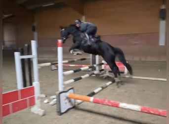 Westfale, Stute, 8 Jahre, 160 cm, Rappe