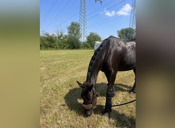 Westfale, Stute, 8 Jahre, 160 cm, Rappe