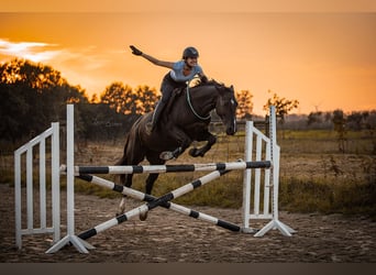 Westfale, Stute, 8 Jahre, 160 cm, Rappe
