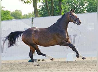 Westfale, Stute, 8 Jahre, 162 cm, Brauner