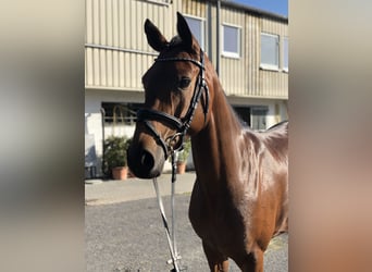 Westfale, Stute, 8 Jahre, 163 cm, Brauner