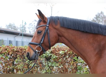 Westfale, Stute, 8 Jahre, 163 cm, Brauner