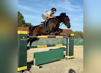 Westfale, Stute, 8 Jahre, 163 cm, Schwarzbrauner