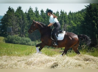 Westfale, Stute, 8 Jahre, 164 cm, Brauner