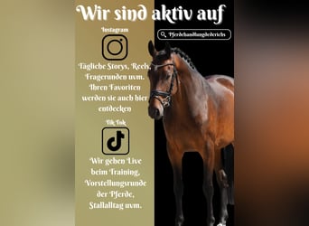 Westfale, Stute, 8 Jahre, 164 cm, Brauner
