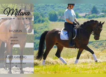 Westfale, Stute, 8 Jahre, 164 cm, Brauner