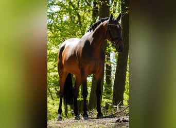 Westfale, Stute, 8 Jahre, 164 cm, Brauner