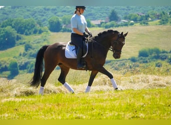Westfale, Stute, 8 Jahre, 164 cm, Brauner