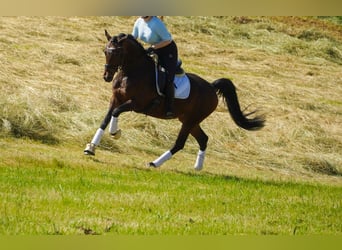 Westfale, Stute, 8 Jahre, 164 cm, Brauner