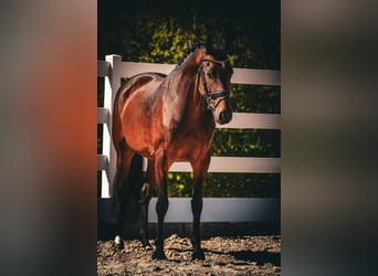 Westfale, Stute, 8 Jahre, 164 cm, Brauner
